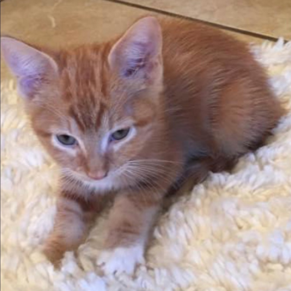 Meet your Posher, Thomas